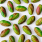 Pistachio