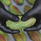 Pistachio